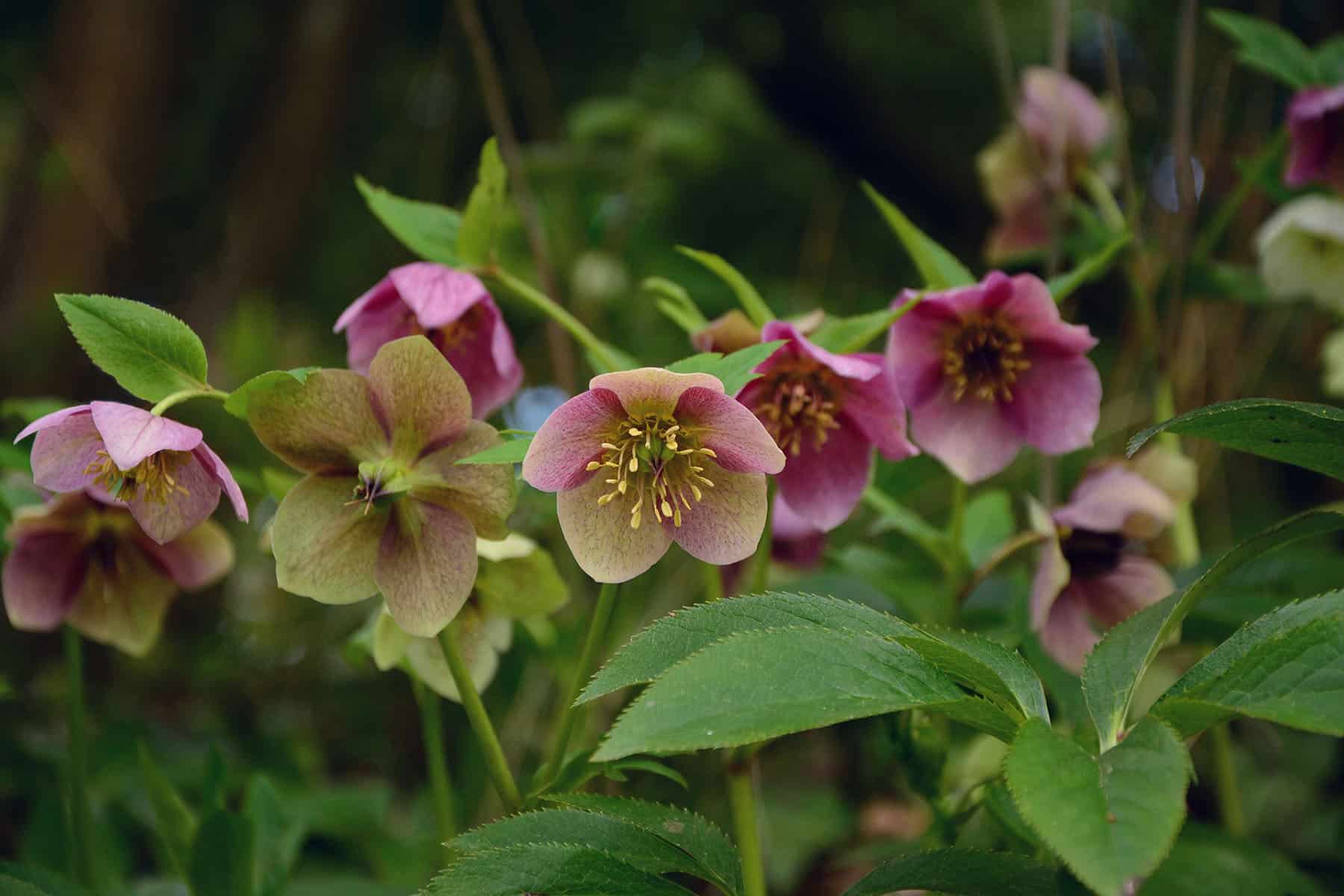 A close up of pink and green flowers and dark green foliage.
