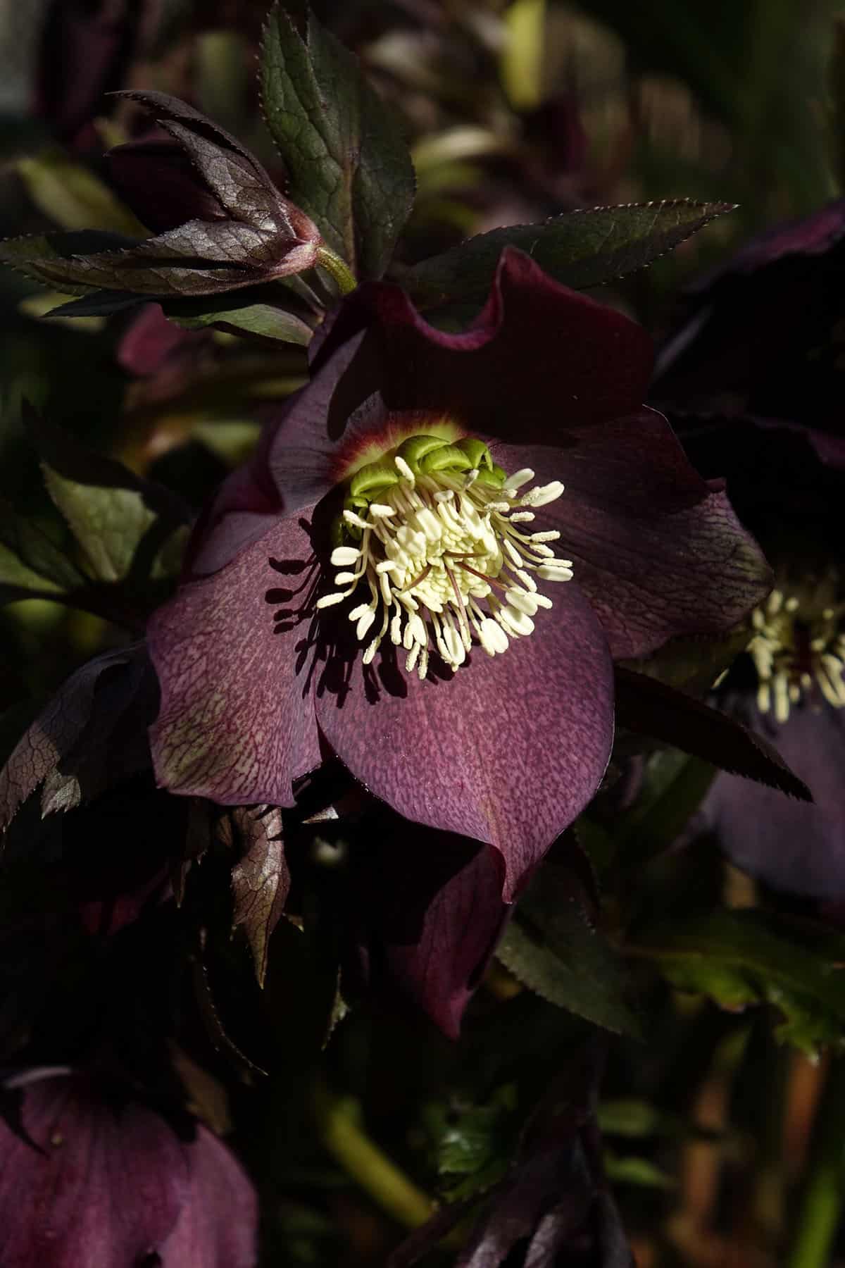 A close up of a burgundy black flower.