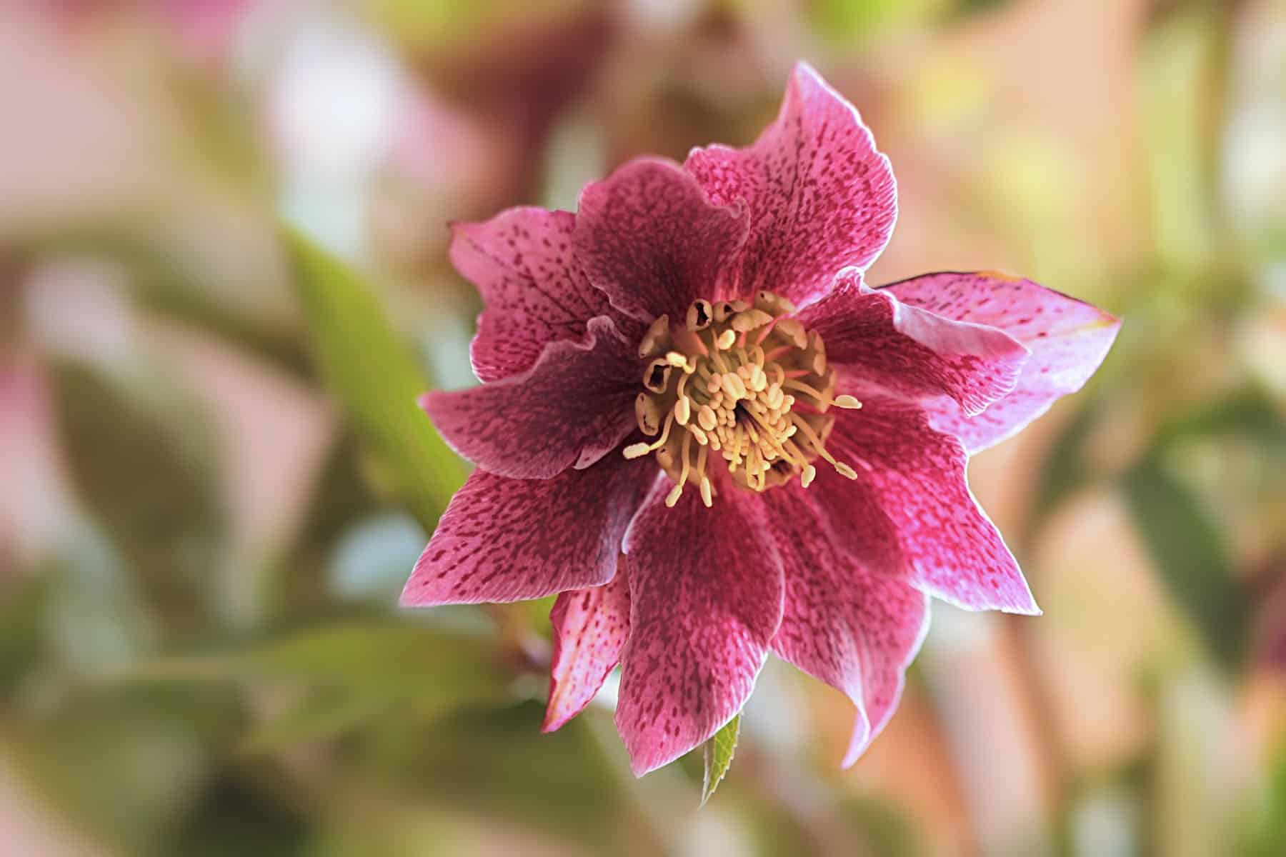 An overhead view of a speckled pink Helleborus flower, featuring dark pink petals with lighter pink flecks and a bright yellow center surrounded by numerous stamens.