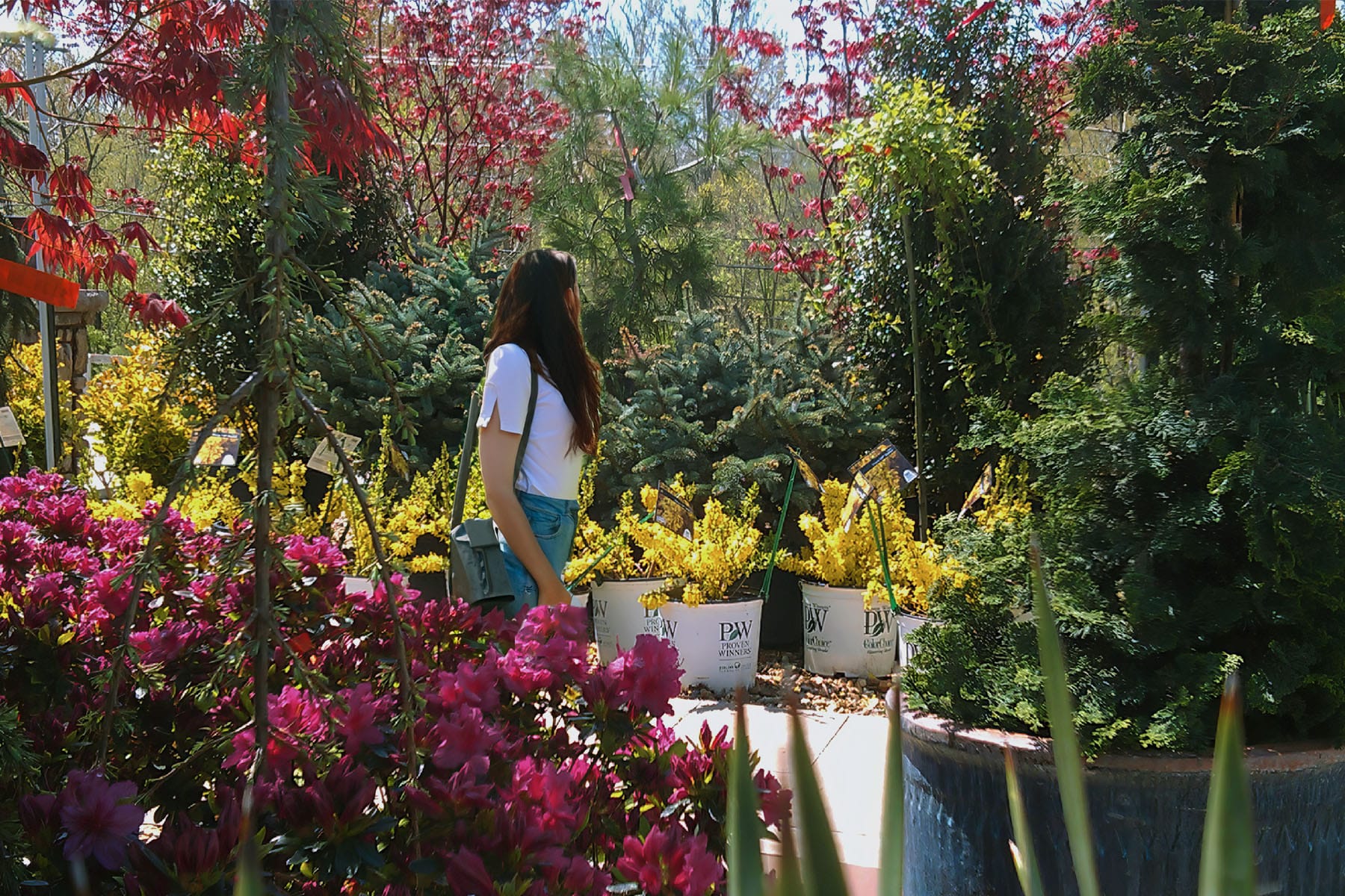 A woman with long dark hair explores a vibrant garden center, surrounded by lush plants including vivid pink azaleas and yellow forsythias, all under the dappled sunlight of early spring. The scene is enriched with various shades of green from the dense foliage.
