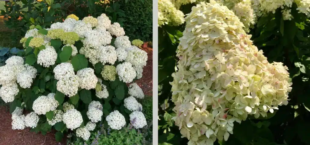 White flowers on green plants.