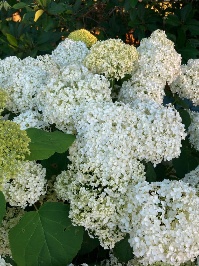 Round clusters of white flowers on dark green foliage.