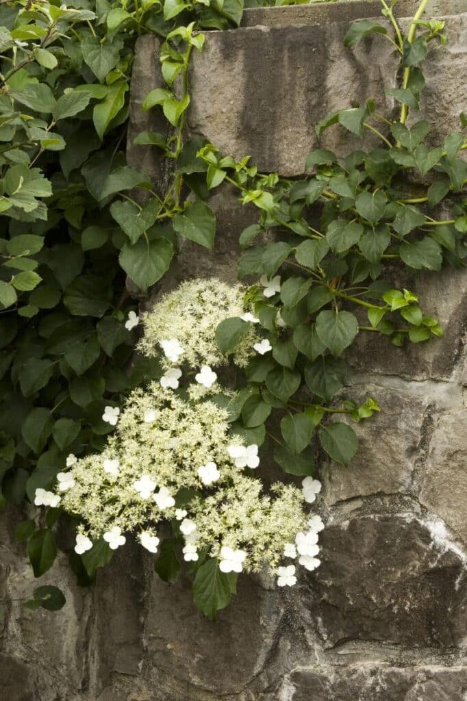 Fuzzy white flowers on green vine attached to stone wall.