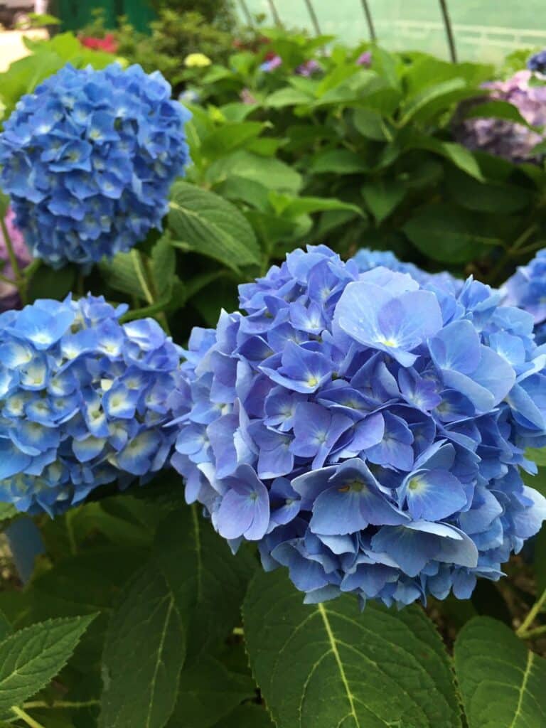 Clusters of blue flowers with green background.