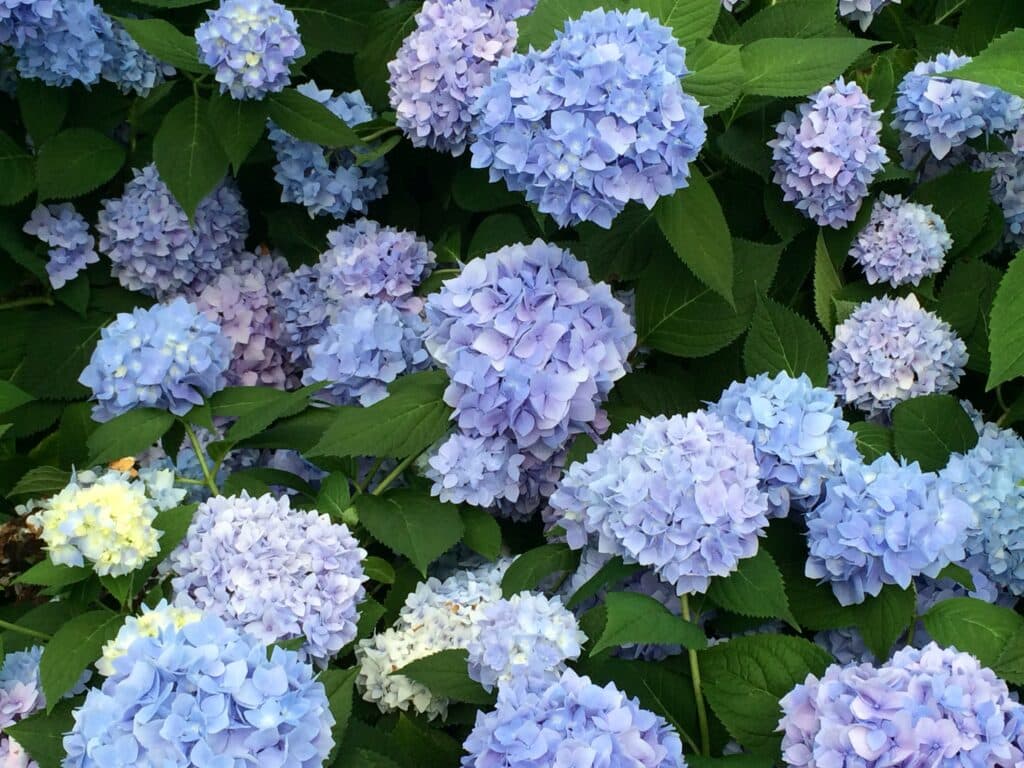 Blue flowers over dark green leaves.