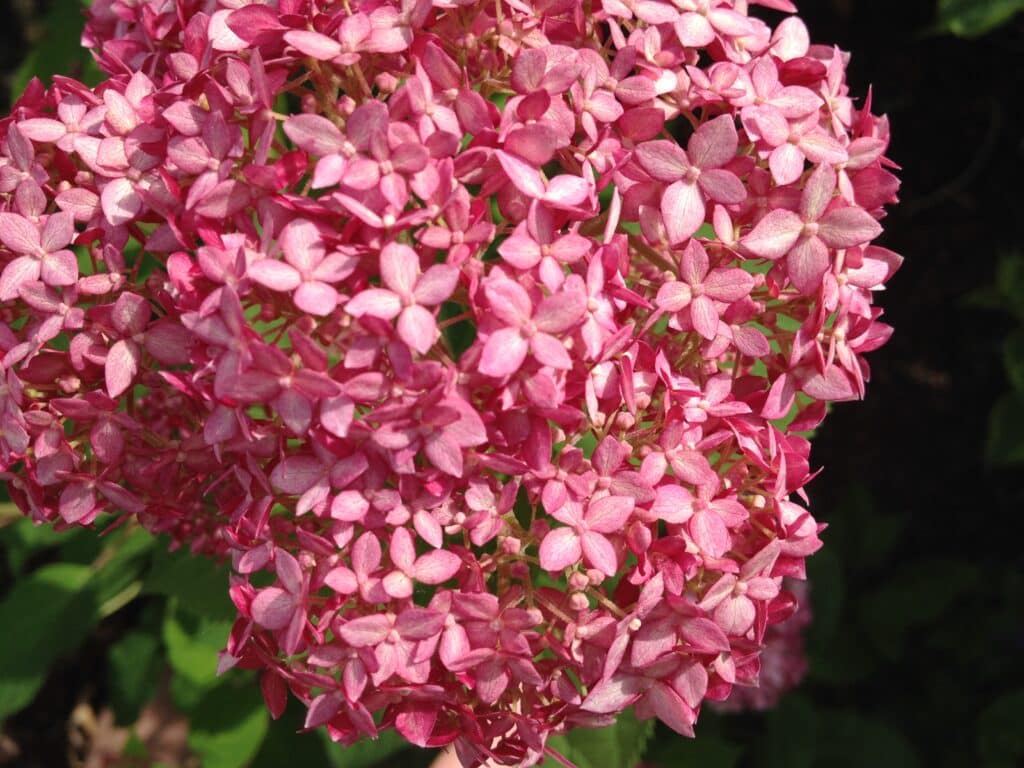 Clusters of pink flowers.