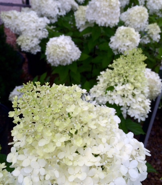 Large white flowers in front of a dark background.