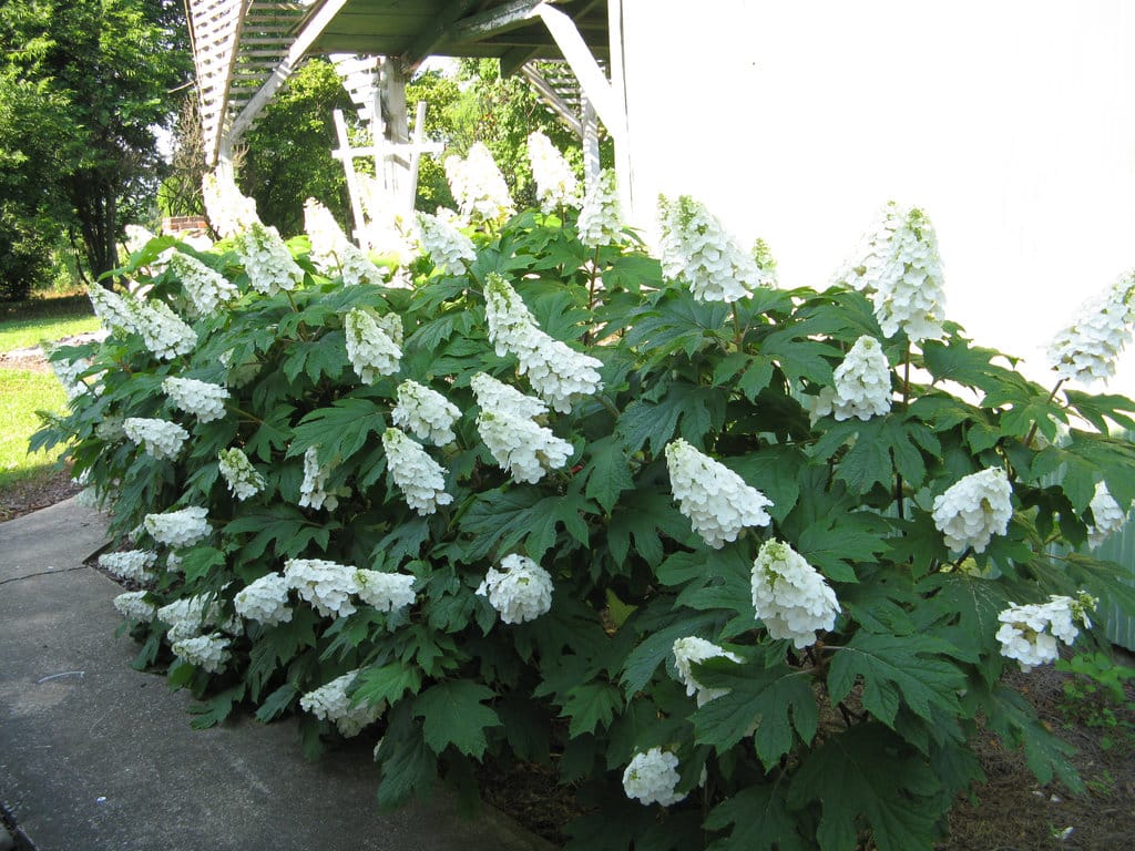 White panicle flowers on large green foliage against a white building.