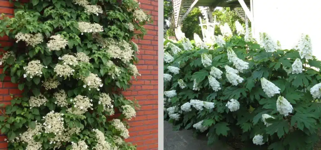 White flowers over green leaves against a brick wall and a white wall.