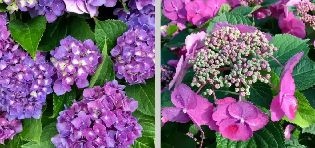 Closeup of pink and purple blooms on green leaves.