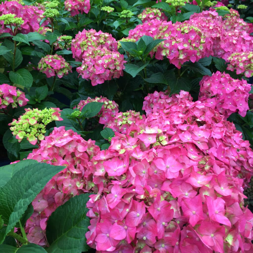 Bright pink clusters of flowers on dark green foliage.