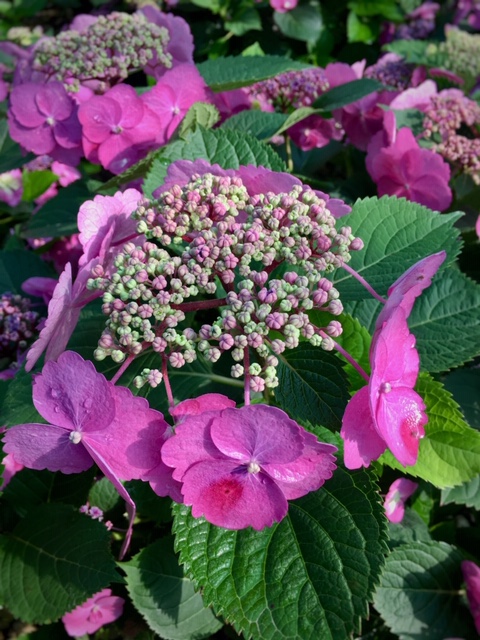 Pink flower petals surround green and pink centers with green leaves in the background.