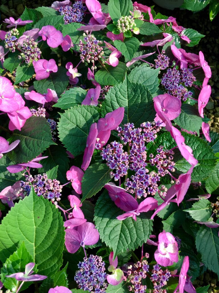 Pink flower petals surround lavender centers over dark green leaves.