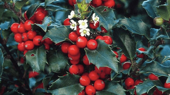 Evergreen 'Blue Princess' holly with red berries, courtesy of Monrovia