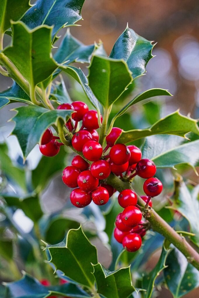 Glossy evergreen holly foliage with a large cluster of bright red berries