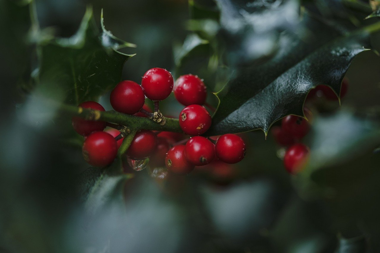 Evergreen holly with bright red berries against a dark background