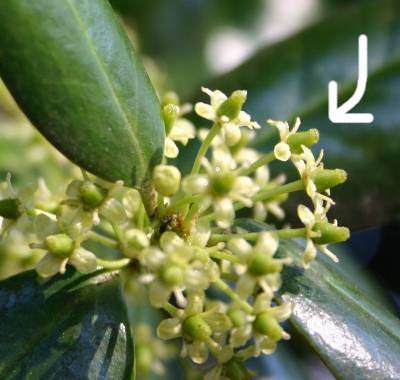 Closeup of a female holly flower with a round pistil, courtesy Walter Reeves