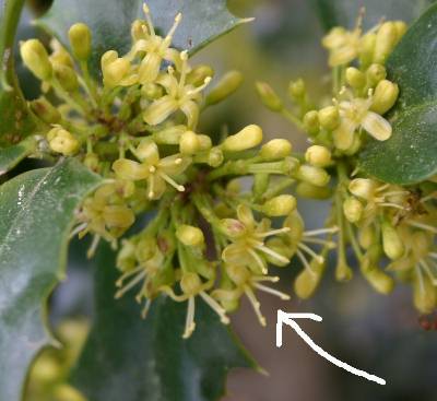 Closeup of a male holly flower with stamens visible, courtesy, courtesy Walter Reeves