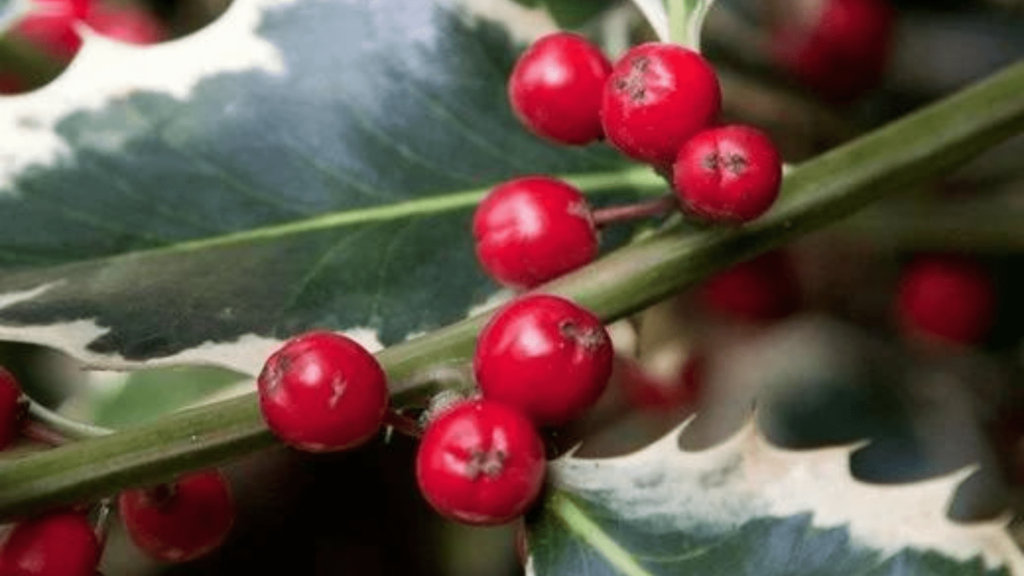 Closeup of variegated evergreen foliage with red berries on Ilex Argentea Marginata, courtesy RHS