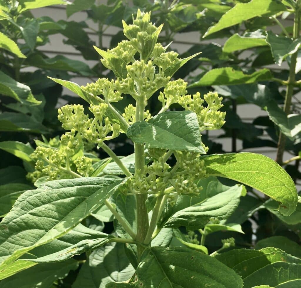 Little Lime Hydrangea flower buds forming on new wood, showcasing green-tinted blooms