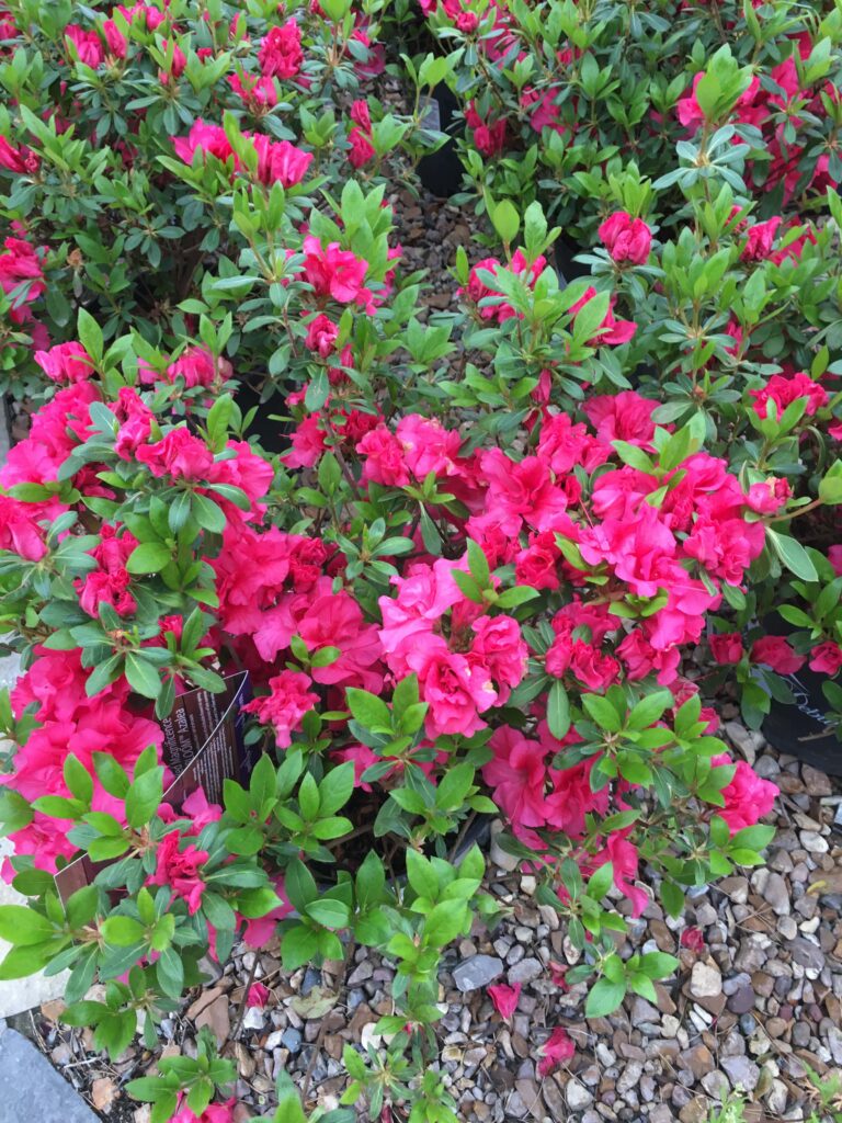 Re-blooming Azalea with bright pink/purple flowers scattered across dark green evergreen foliage