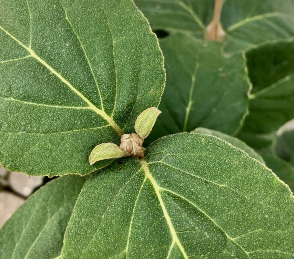 Viburnum carlesii (Spice Island Viburnum) flower bud formed on old growth, set against dark green foliage