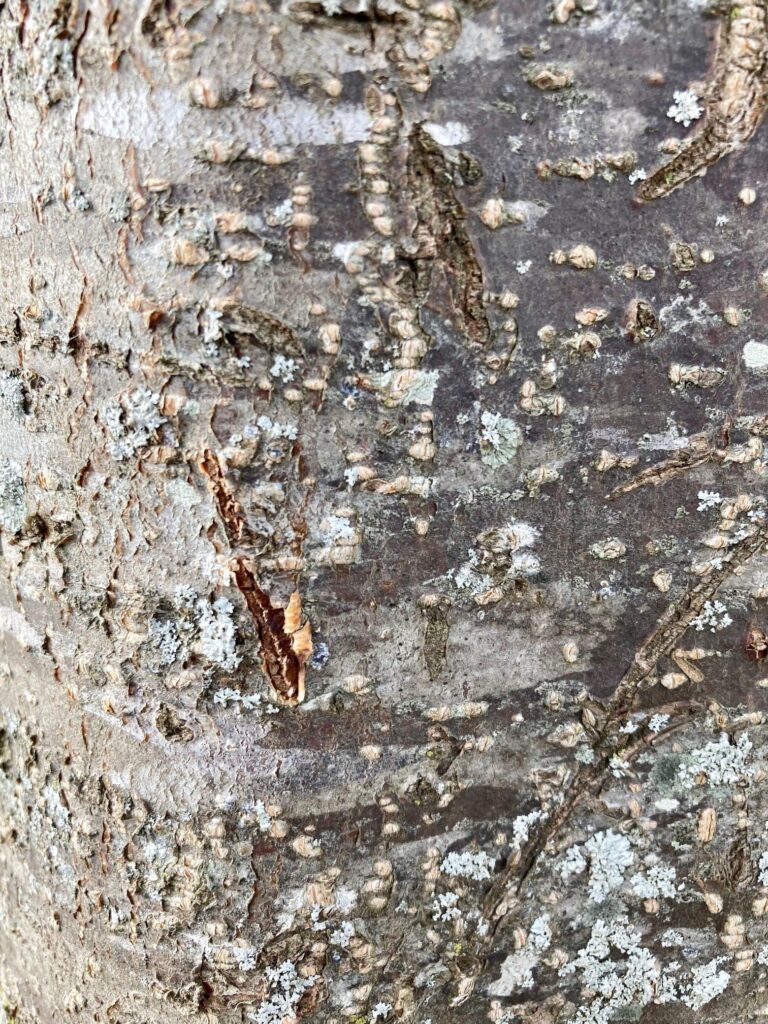 Closeup of cherry tree bark showing small frost cracks