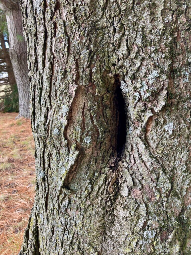 Closeup of a red maple tree trunk showing old sunscald damage with an oval opening