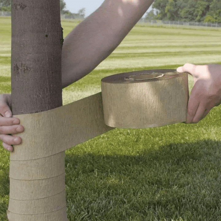 Person installing paper tree wrap on a tree trunk for winter protection