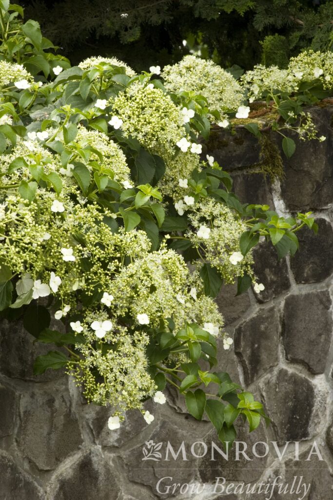 Clusters of small flowers with green leaves on grey stone wall