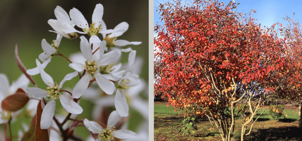 Autumn Brilliance Serviceberry with red-orange fall foliage and white flowers