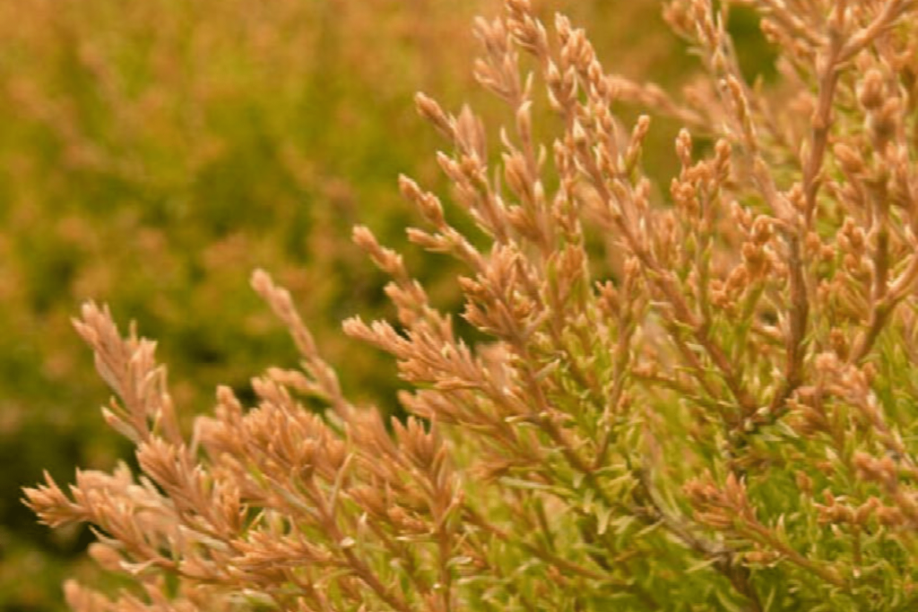 Closeup of orange-gold Fire Chief Arborvitae.