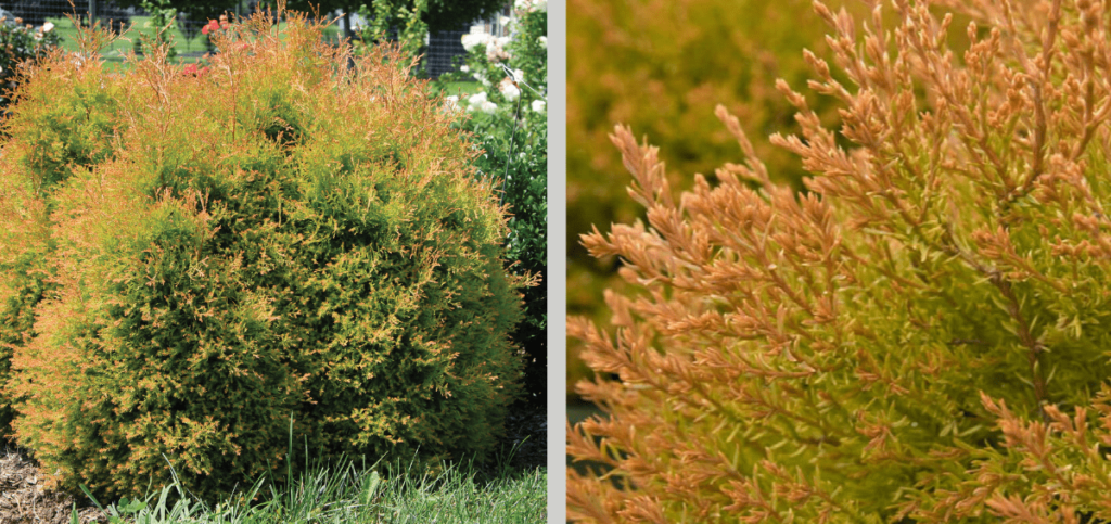 Fire Chief Arborvitae displaying green and golden-orange foliage