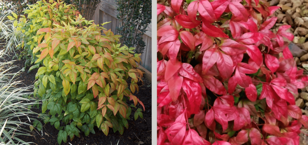 Firepower Nandina with contrasting green summer and bright red fall foliage