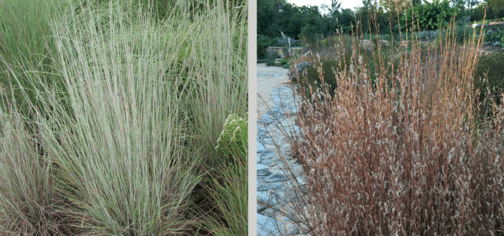 Prairie Blues Little Bluestem grass with silver-blue summer foliage and rusty orange fall colors