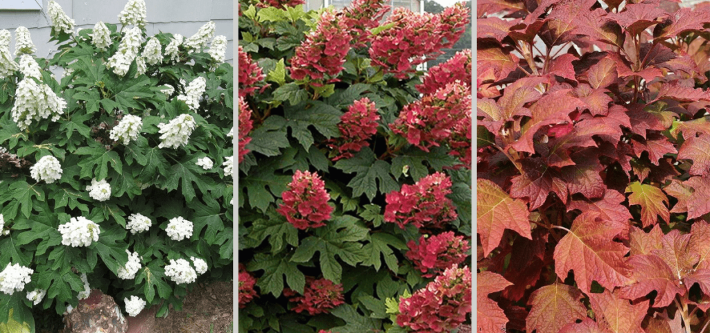 Ruby Slippers Hydrangea's seasonal transformation from white blooms on green foliage in early summer, to dark pink blooms in late summer and bright red-orange foliage in fall