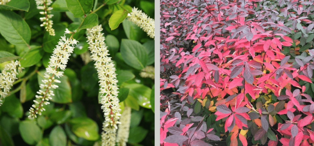 Scentlandia Itea white bloom on green foliage next to a picture showcasing the brilliant red and orange fall foliage