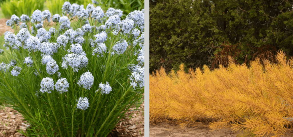 String Theory Amsonia's spring pale blue flowers and bright yellow fall foliage