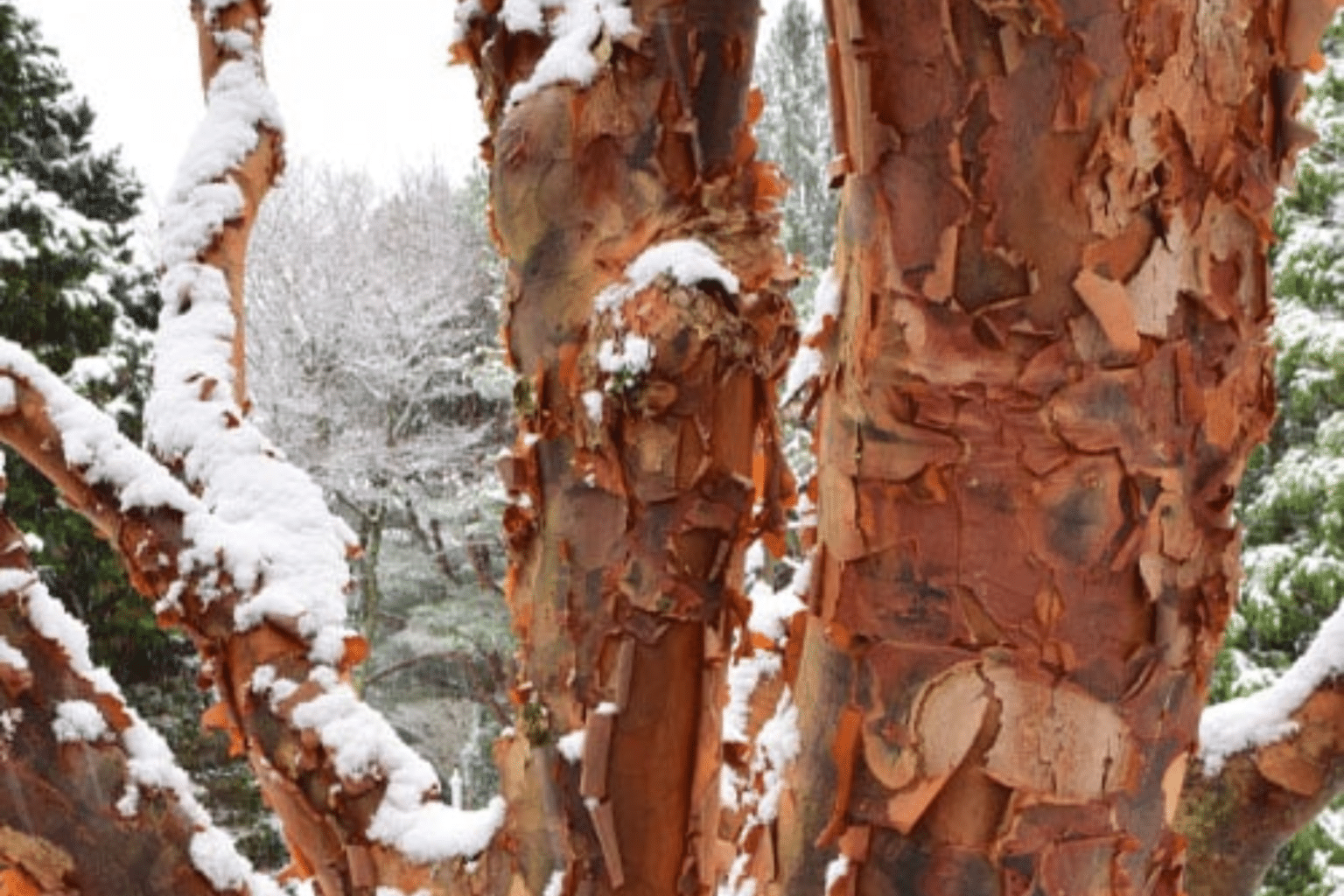 Multiple bright orange tree branches with peeling bark and a snowy white background.