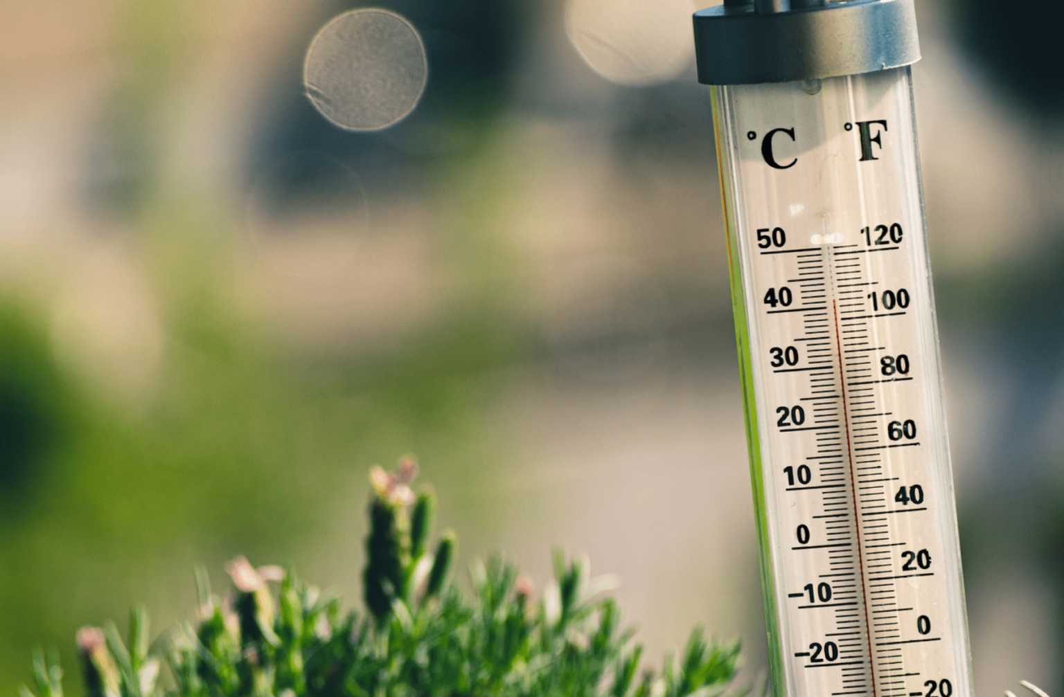 White temperature gauge near an evergreen shrub