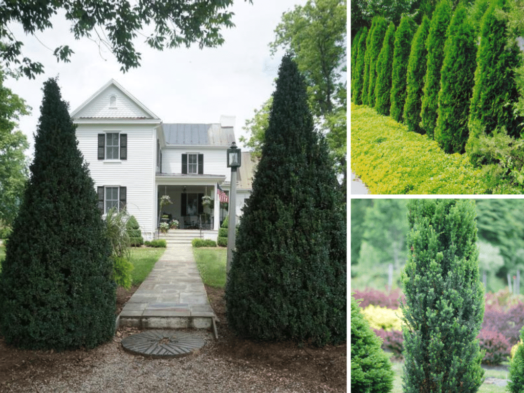 Best plants for a romantic garden featuring three evergreens: columnar Dee Runk Boxwood, slender Stonehenge Yew, and classic Emerald Green Arborvitae