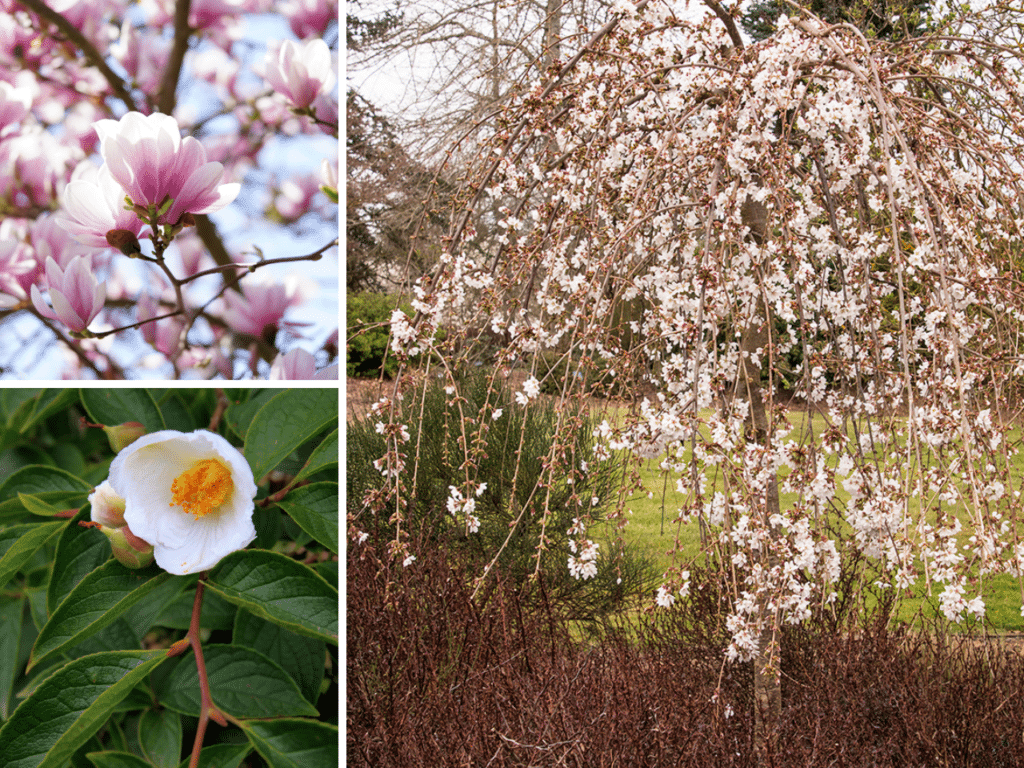 Best plants for a romantic garden featuring three flowering trees: pink Jane Magnolia blooms, white Stewartia flowers, and cascading Weeping Cherry blossoms