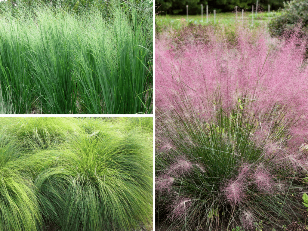 Ornamental grasses showcase romantic movement in the garden, featuring Northwind Switchgrass, Prairie Dropseed, and pink Muhly grass in full bloom