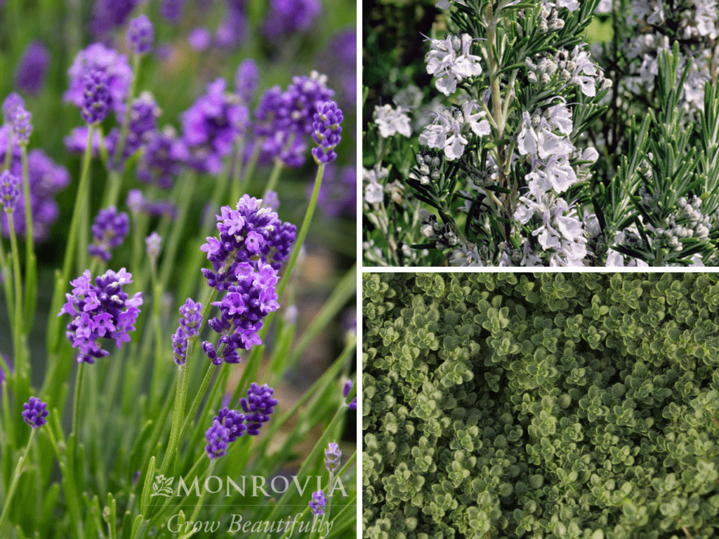 Fragrant herbs for romantic gardens featuring purple Thumbelina Leigh Lavender blooms, compact Elfin Thyme, and aromatic Rosemary with white flowers