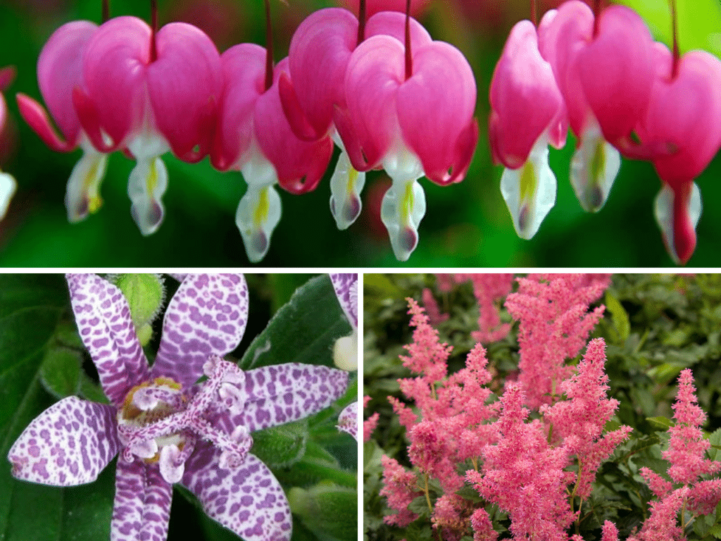 Shade-loving perennials featuring delicate pink Bleeding Heart blooms, speckled purple Toad Lily flowers, and feathery pink Astilbe plumes