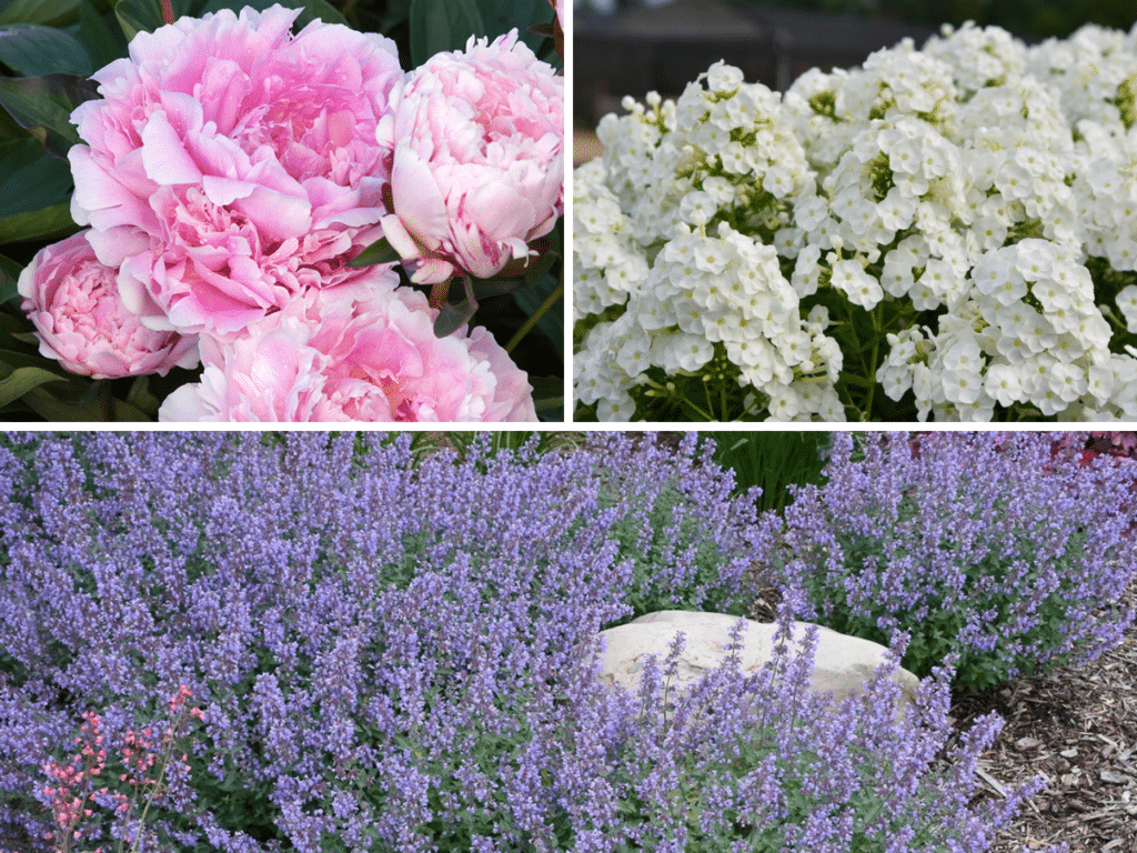 Sun-loving perennial flowers featuring pink Sarah Bernhardt peonies, purple Cat's Meow catmint, and white Luminary Blacklight garden phlox