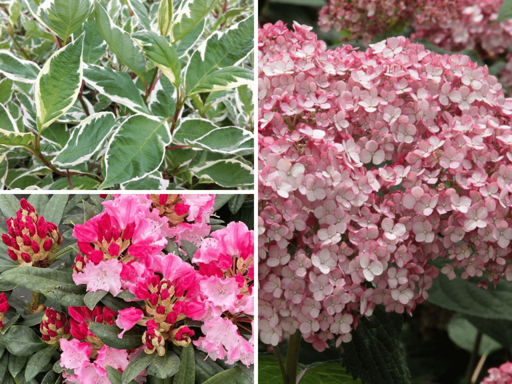 Shade-loving shrubs featuring variegated Ivory Halo Dogwood, pink Incrediball Blush Hydrangea, and Color Wheel Rhododendron for romantic gardens