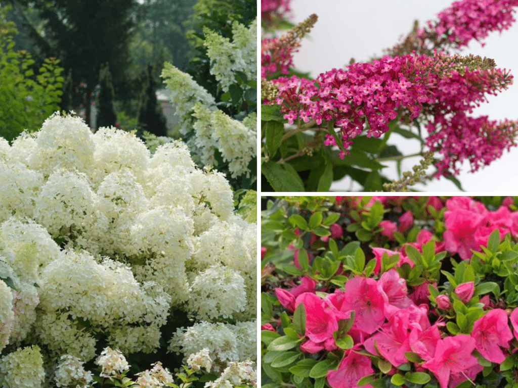 Best plants for a romantic garden featuring three sun-loving shrubs: white Puffer Fish Hydrangea, pink Bloom-A-Thon Azalea, and vibrant Dapper Pink Butterfly Bush