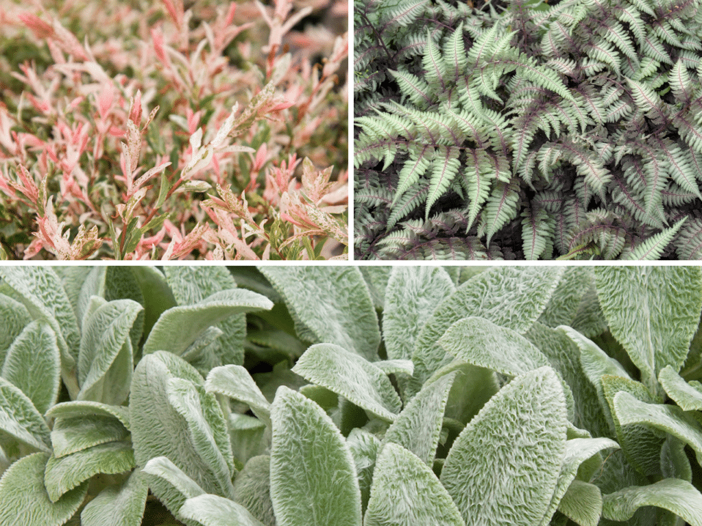 Silver foliage plants featuring pink-tinged Hakuro Nishiki Willow, velvety Lamb's Ear, and silvery Ghost Japanese Painted Fern create romantic garden texture