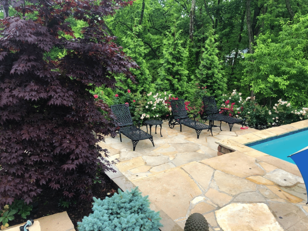 Elegant poolside patio with black wrought iron loungers surrounded by Japanese maple, blue spruce, and blooming roses creating a dreamy retreat